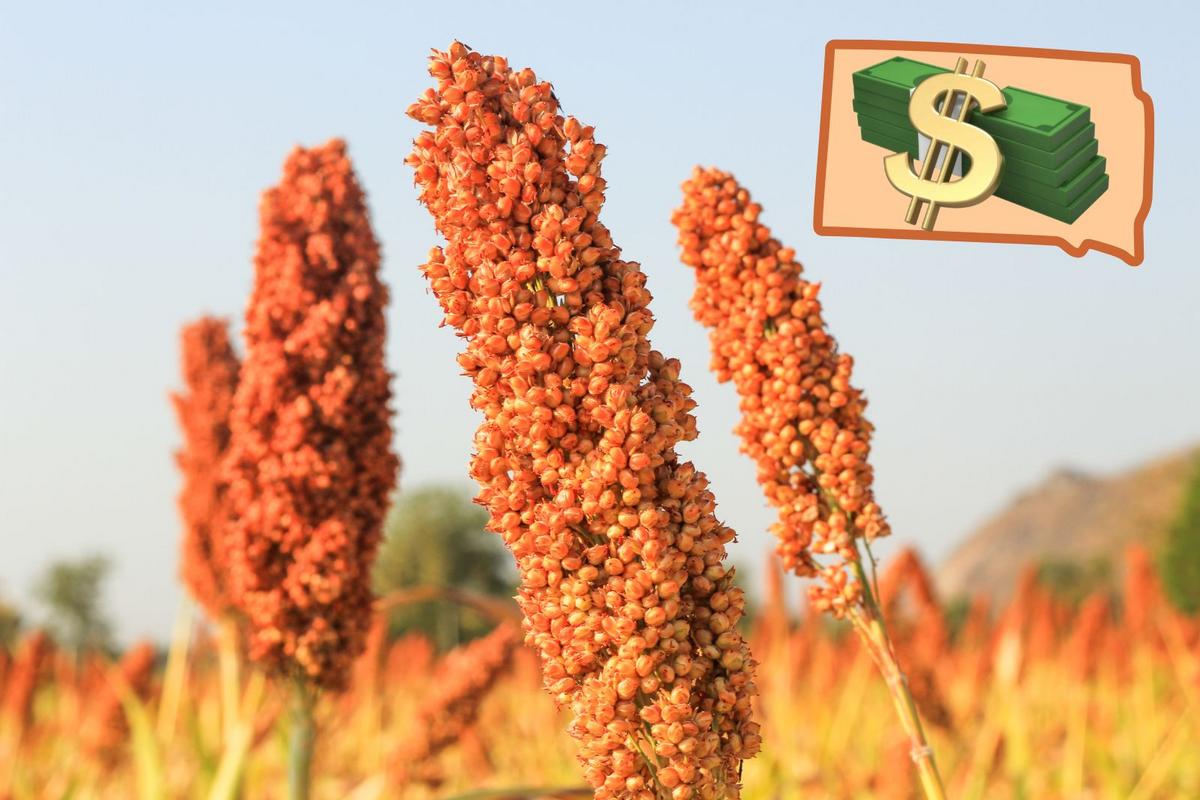 This Surprising Crop Could Change Everything For South Dakota