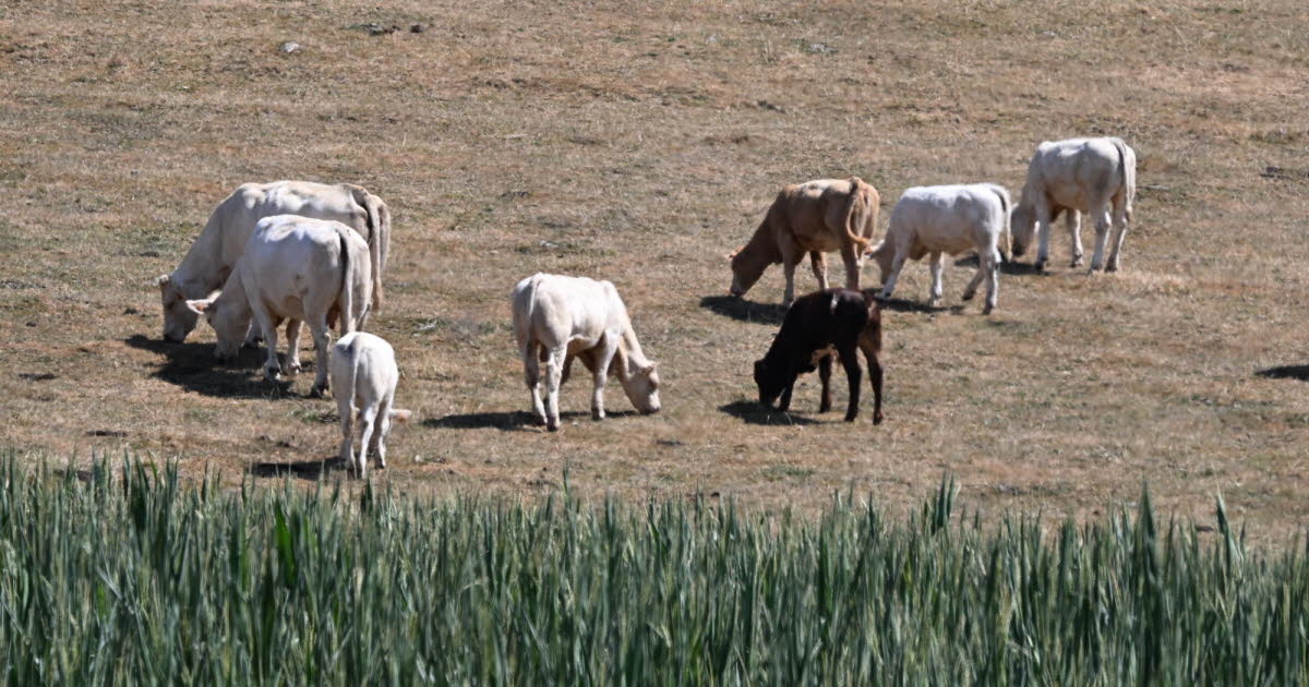 Agriculture. « Aux heures chaudes, les chèvres restent à l’intérieur » : les éleveurs au défi de la canicule