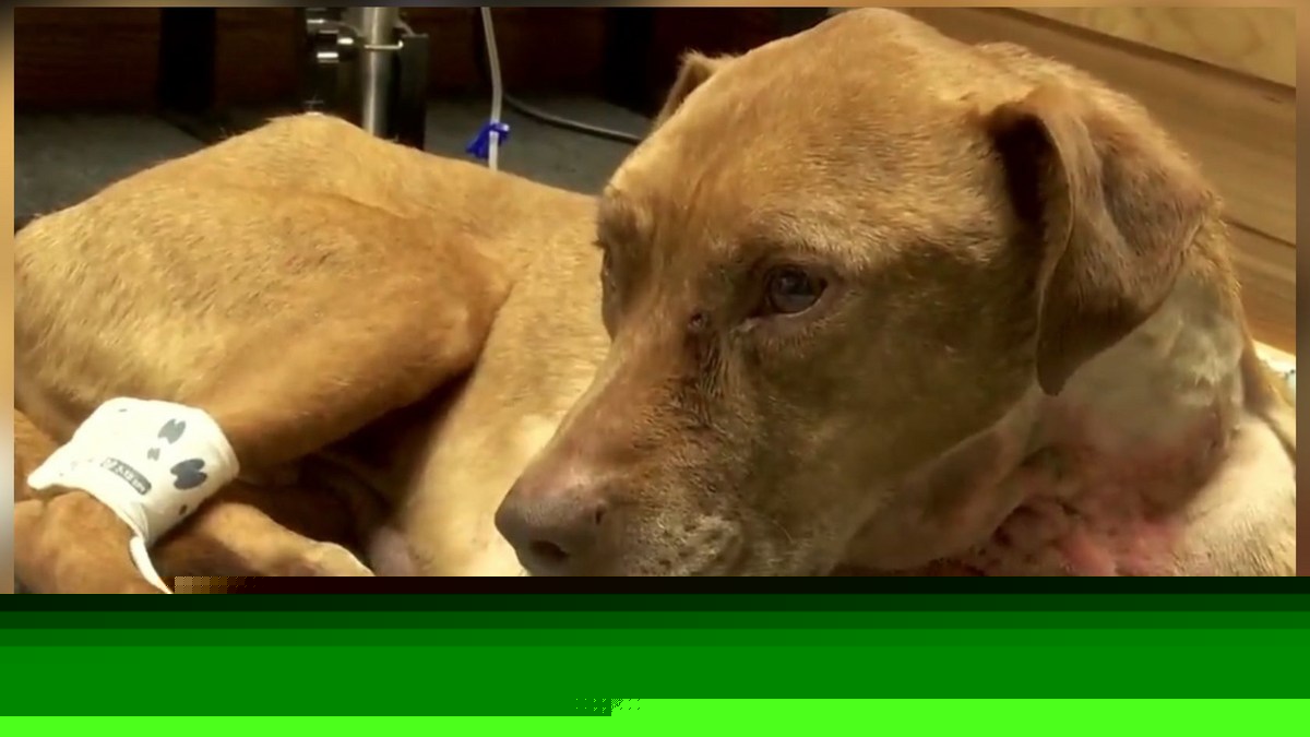 $2,500 Reward Now Offered In Horrific Wisconsin Dog Abuse Case