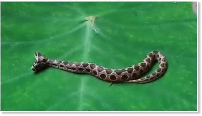 Signs and Portents: A two-headed viper spotted near Mumbai, India