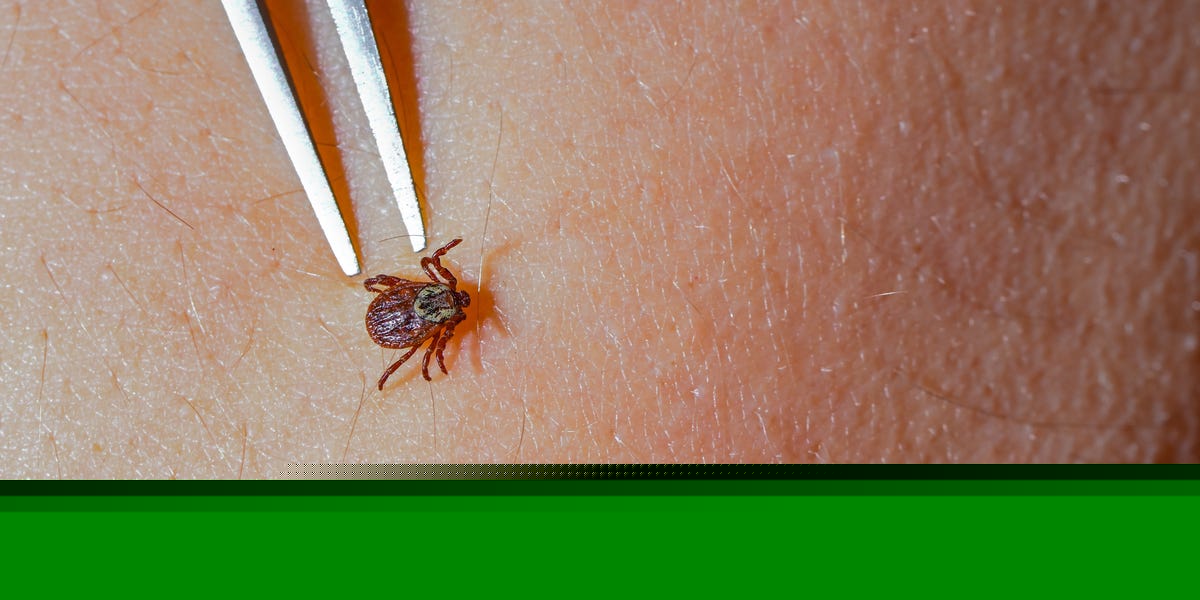 What Does a Tick Bite Look Like? These Pictures and Expert Advice Can Help You I.D. One