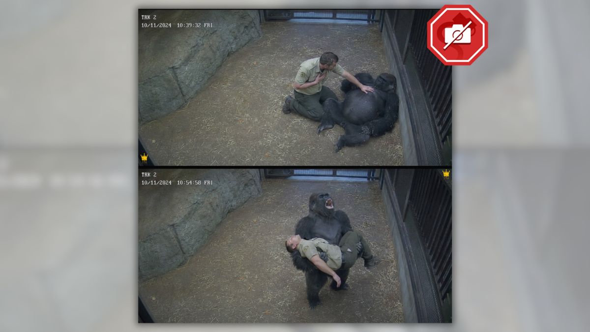 Does image show gorilla 'screaming for help' after caretaker collapsed?