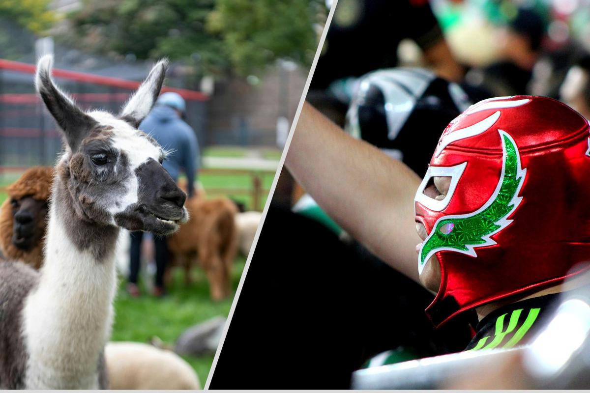 Don’t Skip These 5 Must-See Tejas Fest Events for Kids