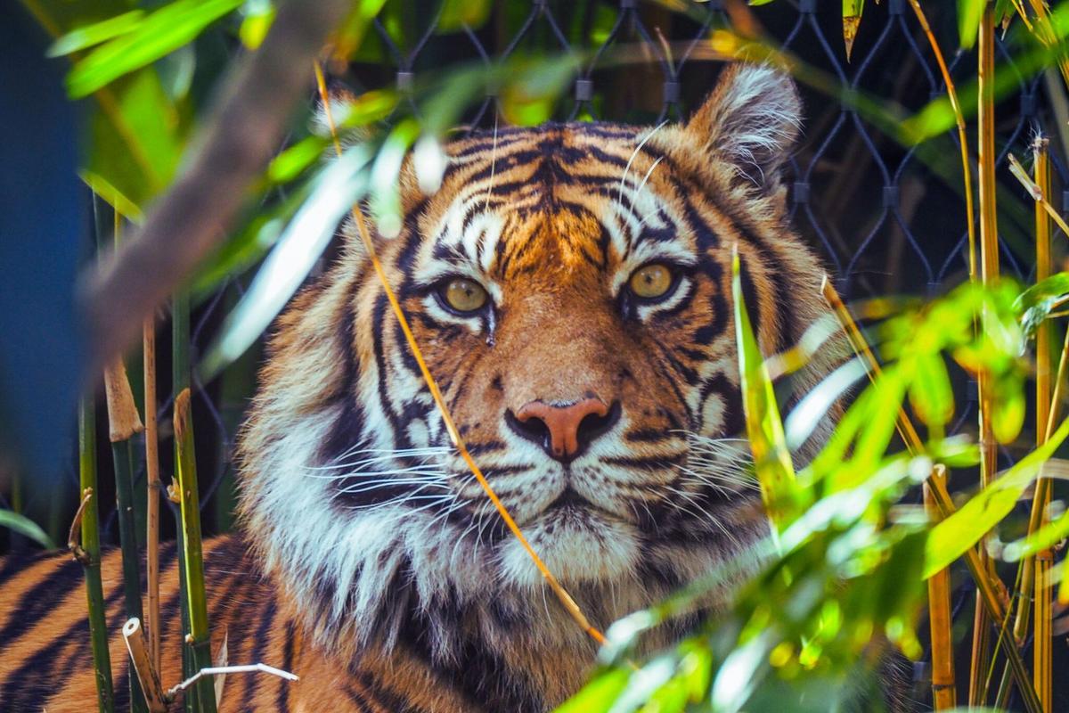 Animals You Can’t Legally Own in Illinois