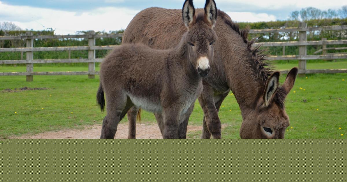 Letter proposes parking fee at donkey sanctuary