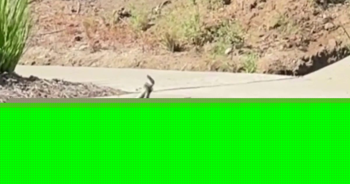 VIDEO: Rattlesnakes spotted 'combat dancing' on Southern California street