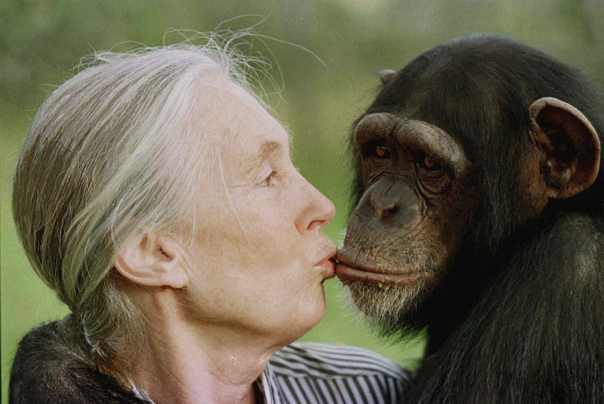 Jane Goodall, celebrated primatologist and conservationist, dies at 91