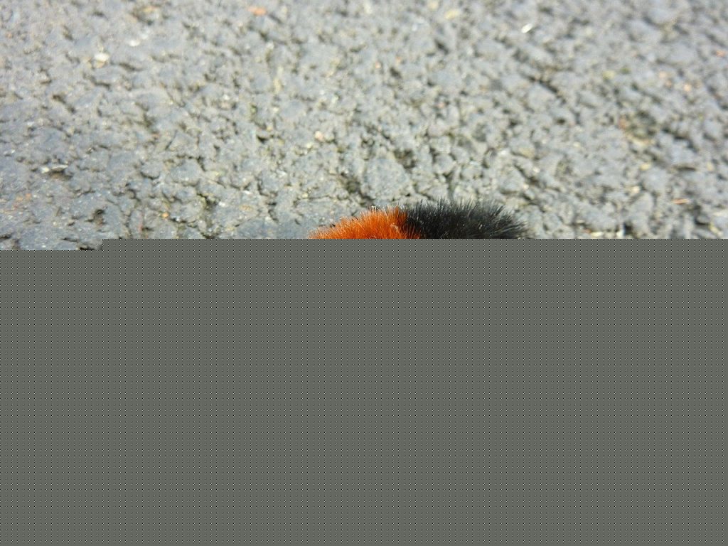 Comment on How to raise woolly bear caterpillars by Dash