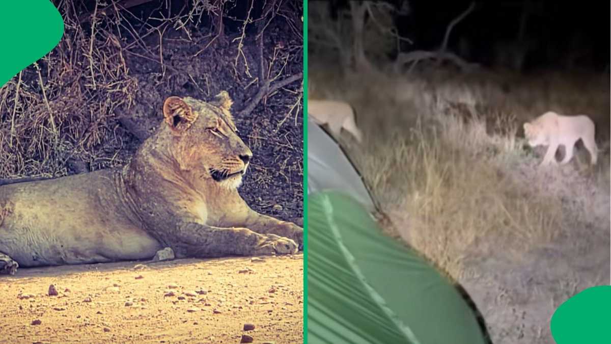 “Why is he not shouting?”: Internet spooked by lions stalking Mana Pools campers at night