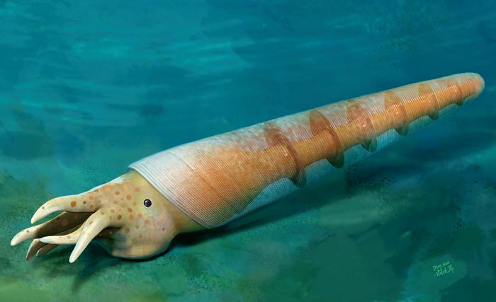 Eoceras shaanxiense: Early Cambrian fossil discovery sheds light on evolution research
