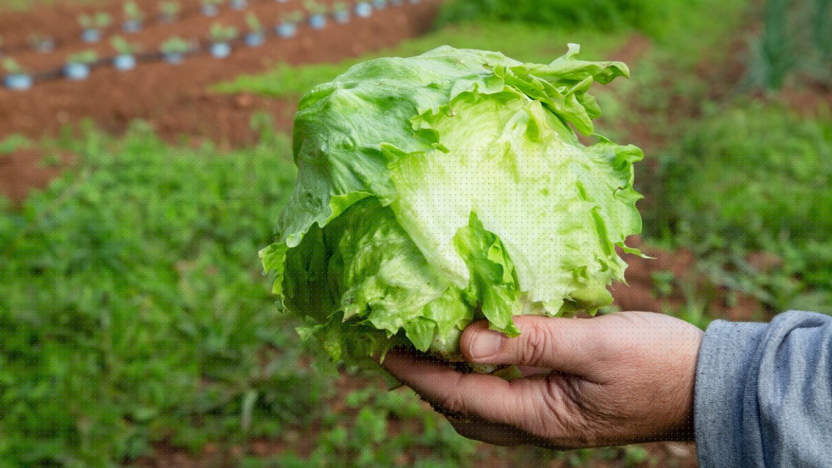 Cyclospora outbreak may have peaked in Michigan after lettuce recall