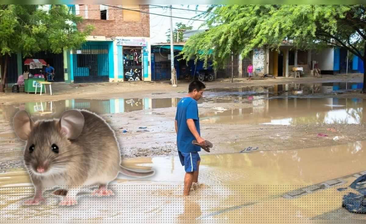 Leptospirosis en Perú alcanza cifra récord de muertes y hospitalizados en 2026: El Niño agravaría panorama