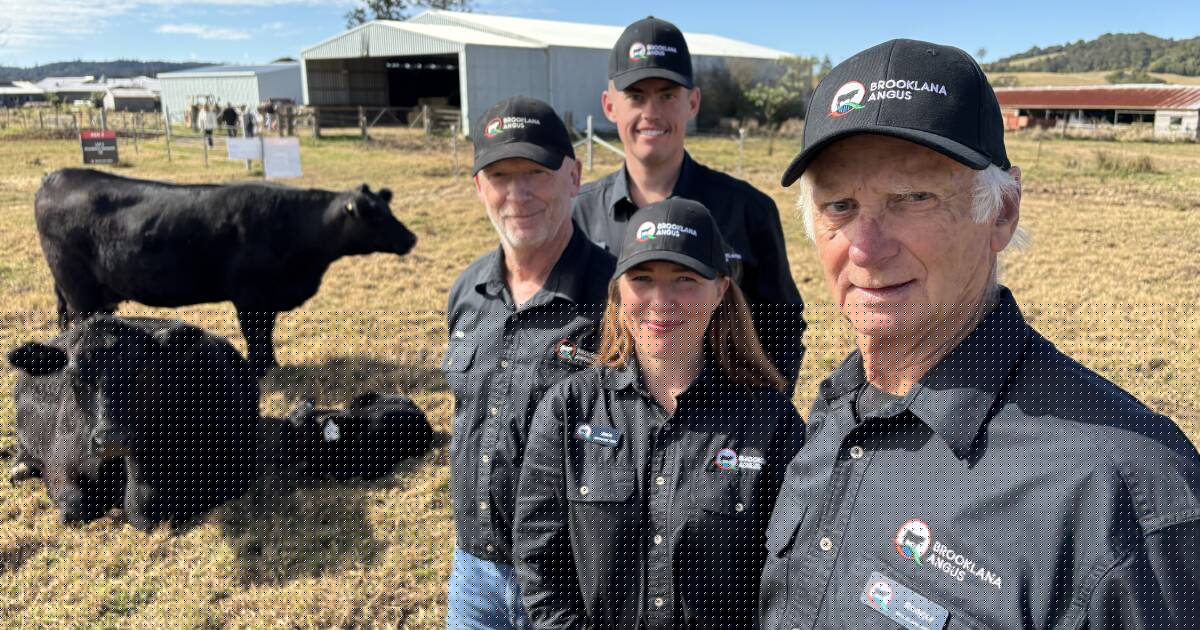 Brooklana heifer smashes Australasian record at auction
