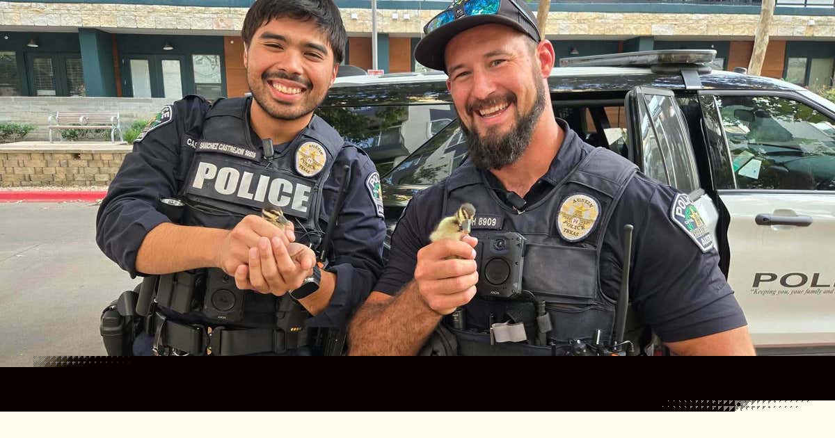 Duck rescue: Austin police round up ducklings stranded on I-35