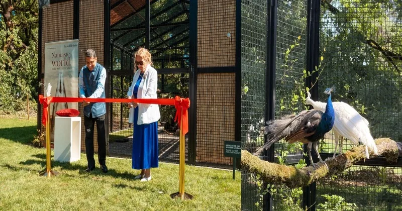 India’s Peacock Diplomacy: New Delhi presents 5 peacocks to UN Geneva; Resonates cultural heritage & soft power