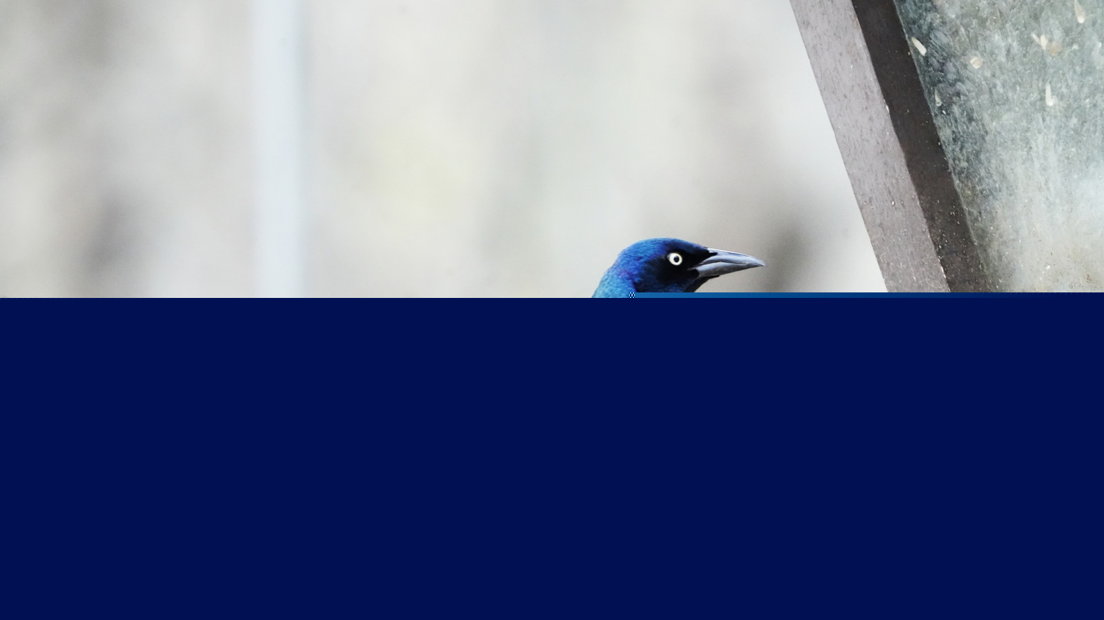 The Best Seed To Add To Your Bird Feeder To Attract A Wider Variety