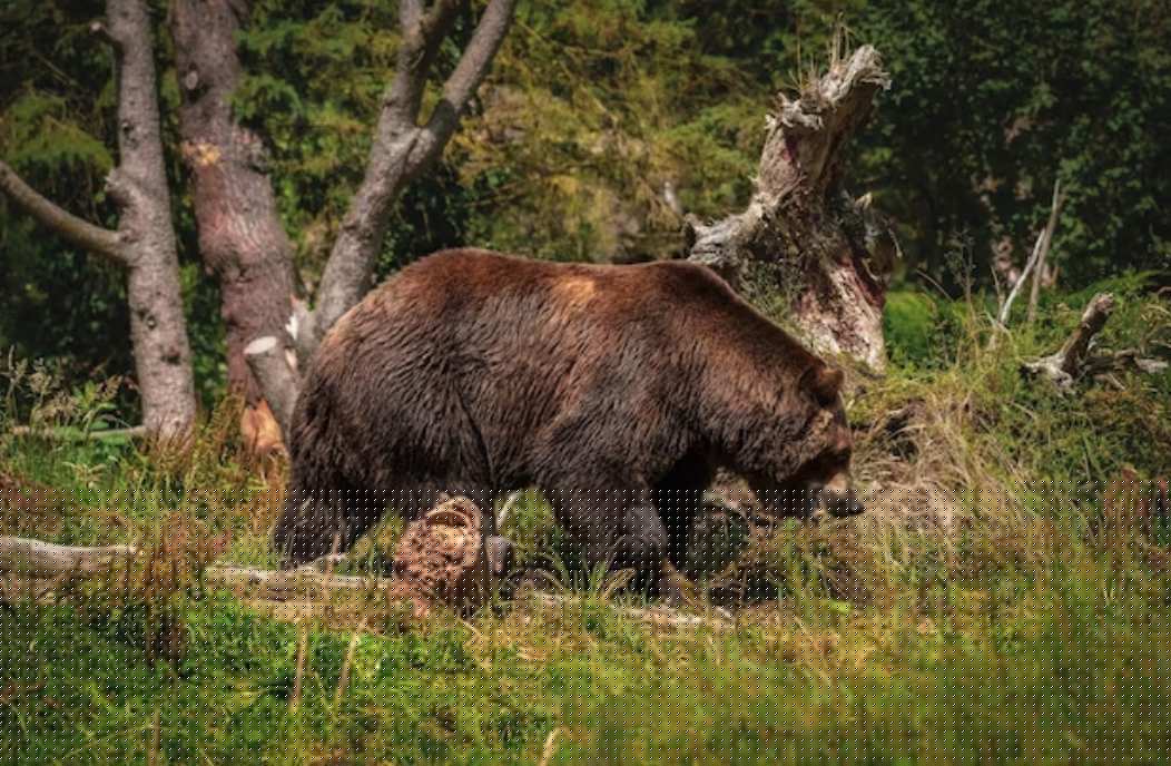 Man Injured in Bear Attack in Eastern Romania