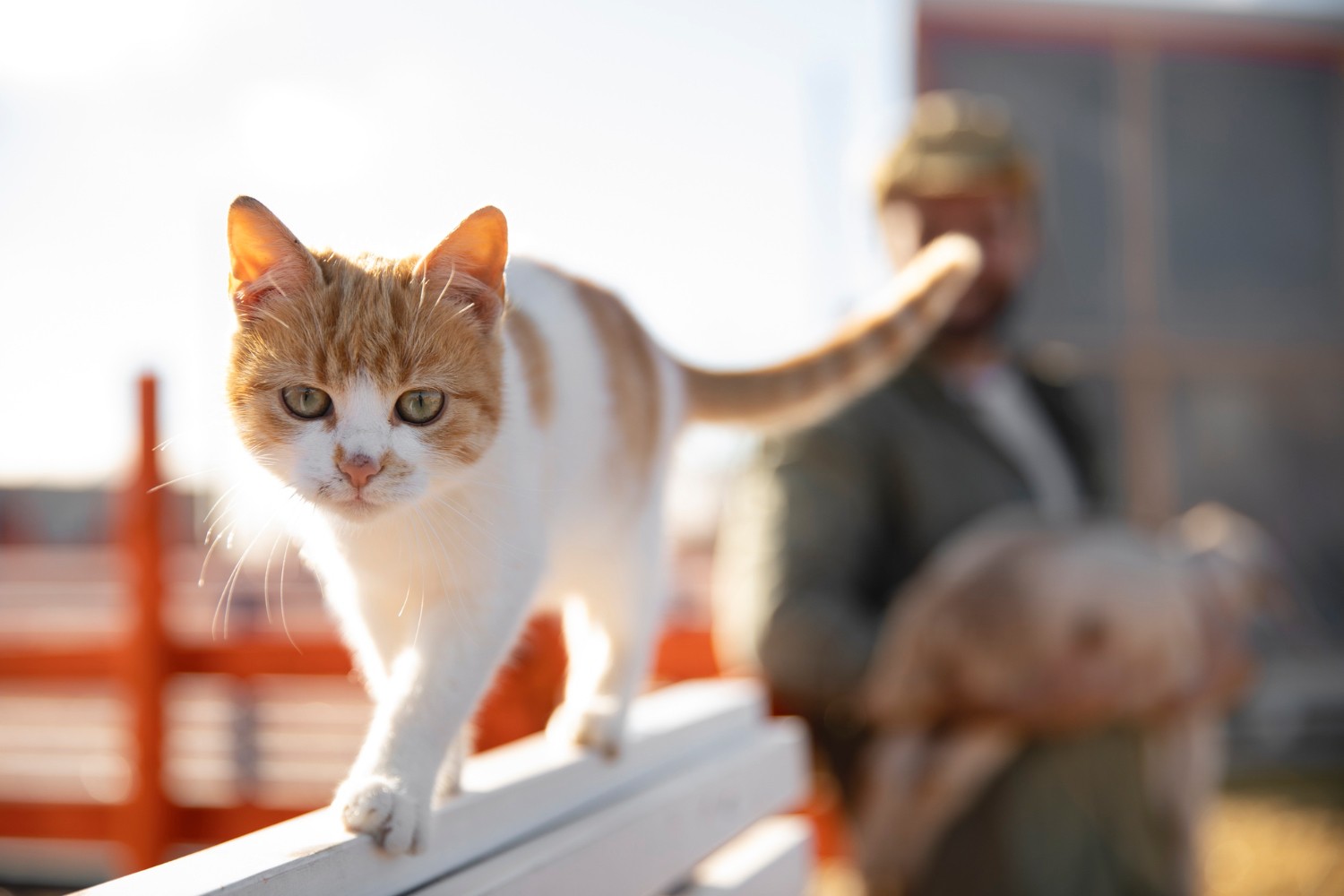 Dia do Gato: Um em cada cinco lares tem ao menos um felino; Sudeste tem os estados menos 'gateiros', veja ranking