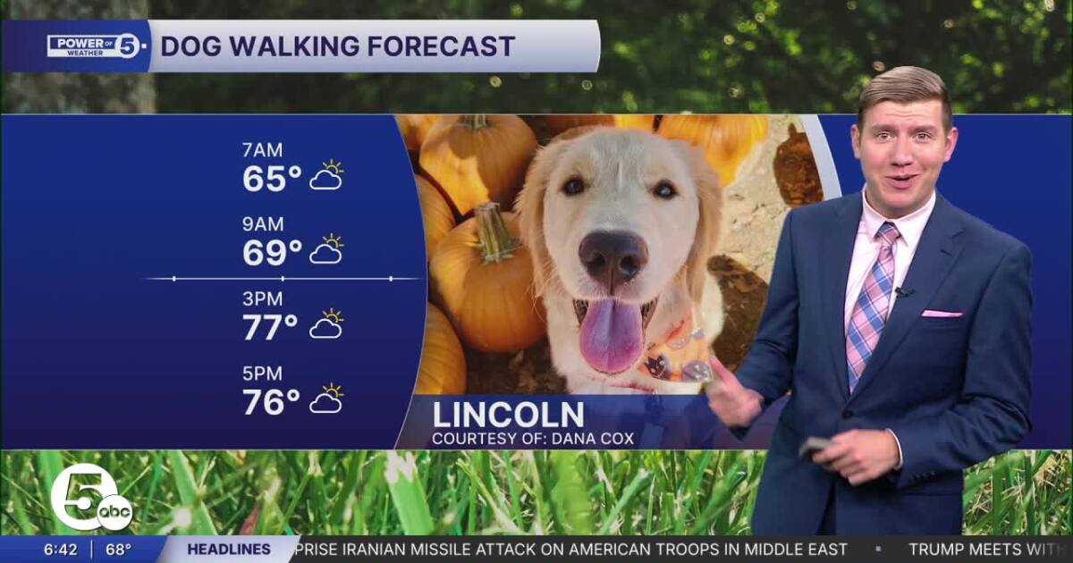 Quite comfortable but breezy for your Wednesday dog walking forecast