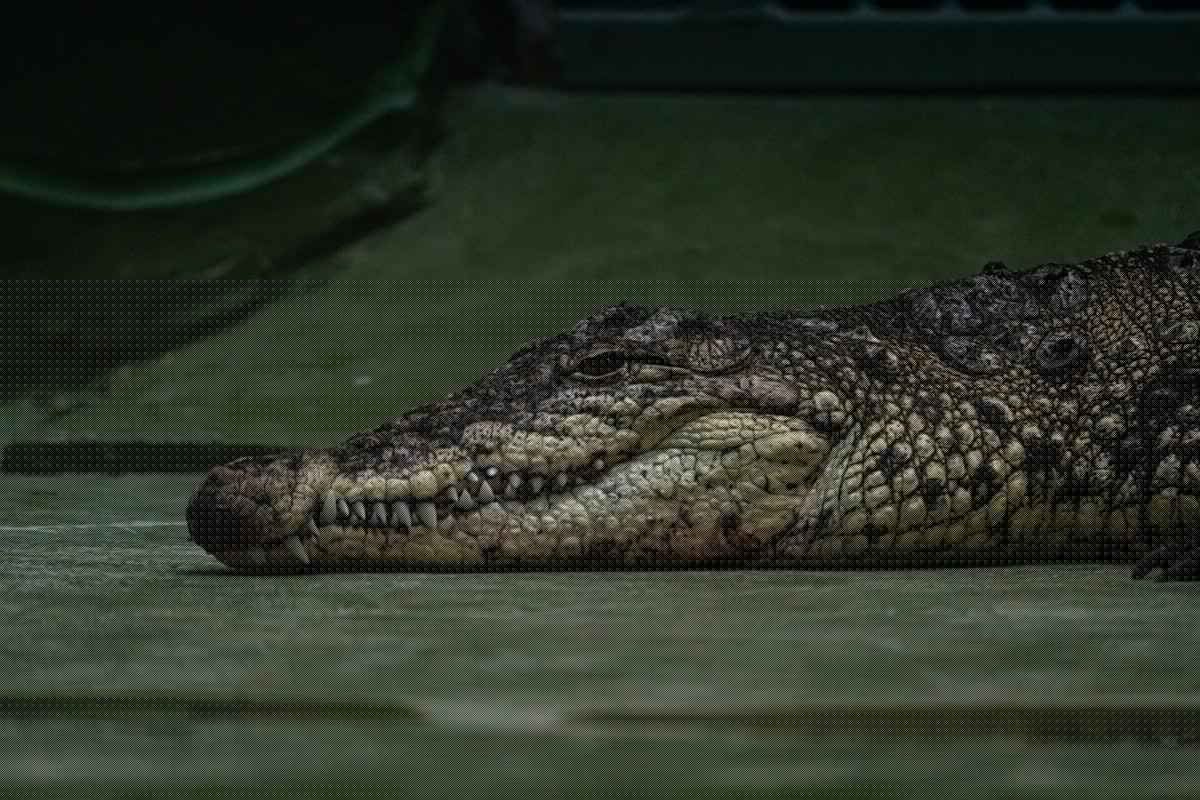 Crickey! An Alligator Was on the Loose in Indiana