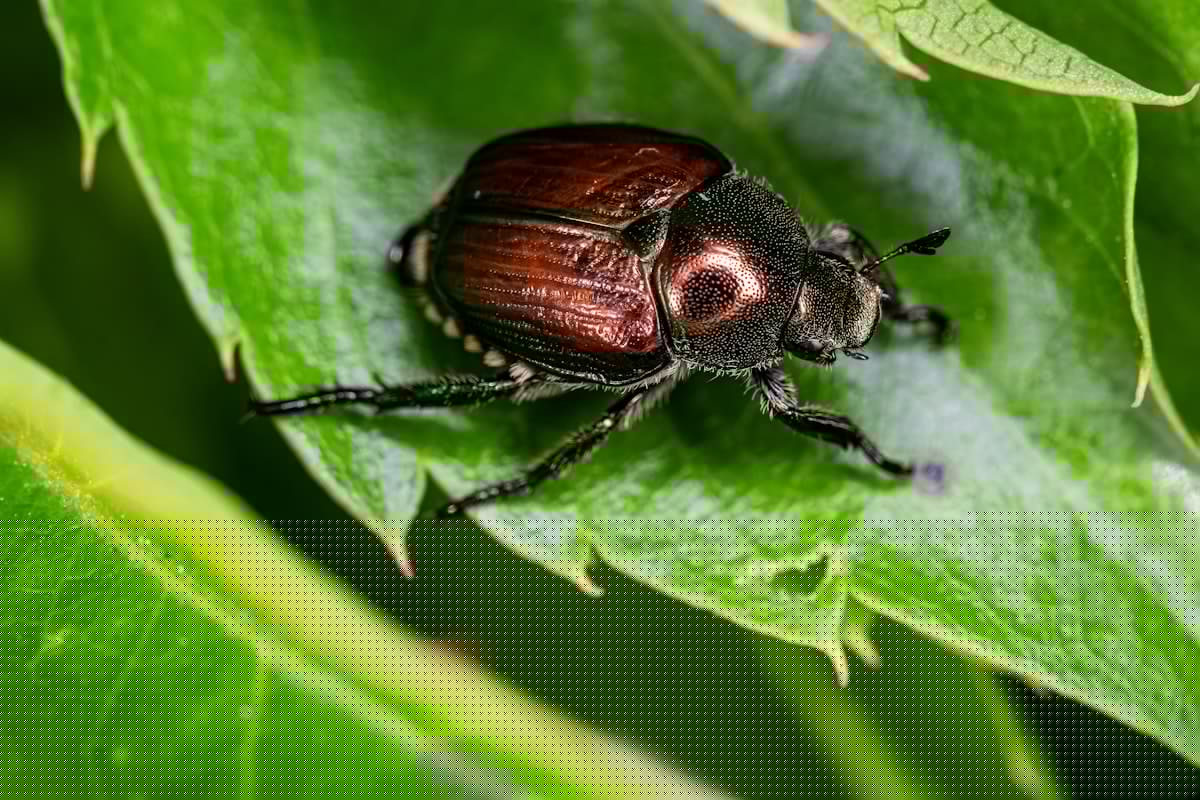 Illinois' June Bugs: Why They're Here In May, June, July, August