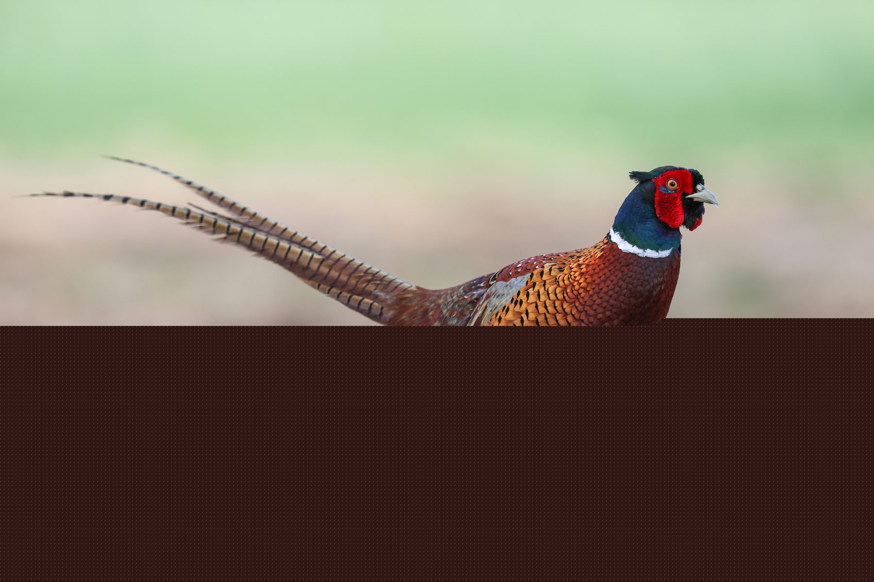 Pheasant strains: which bird is right for your shoot?