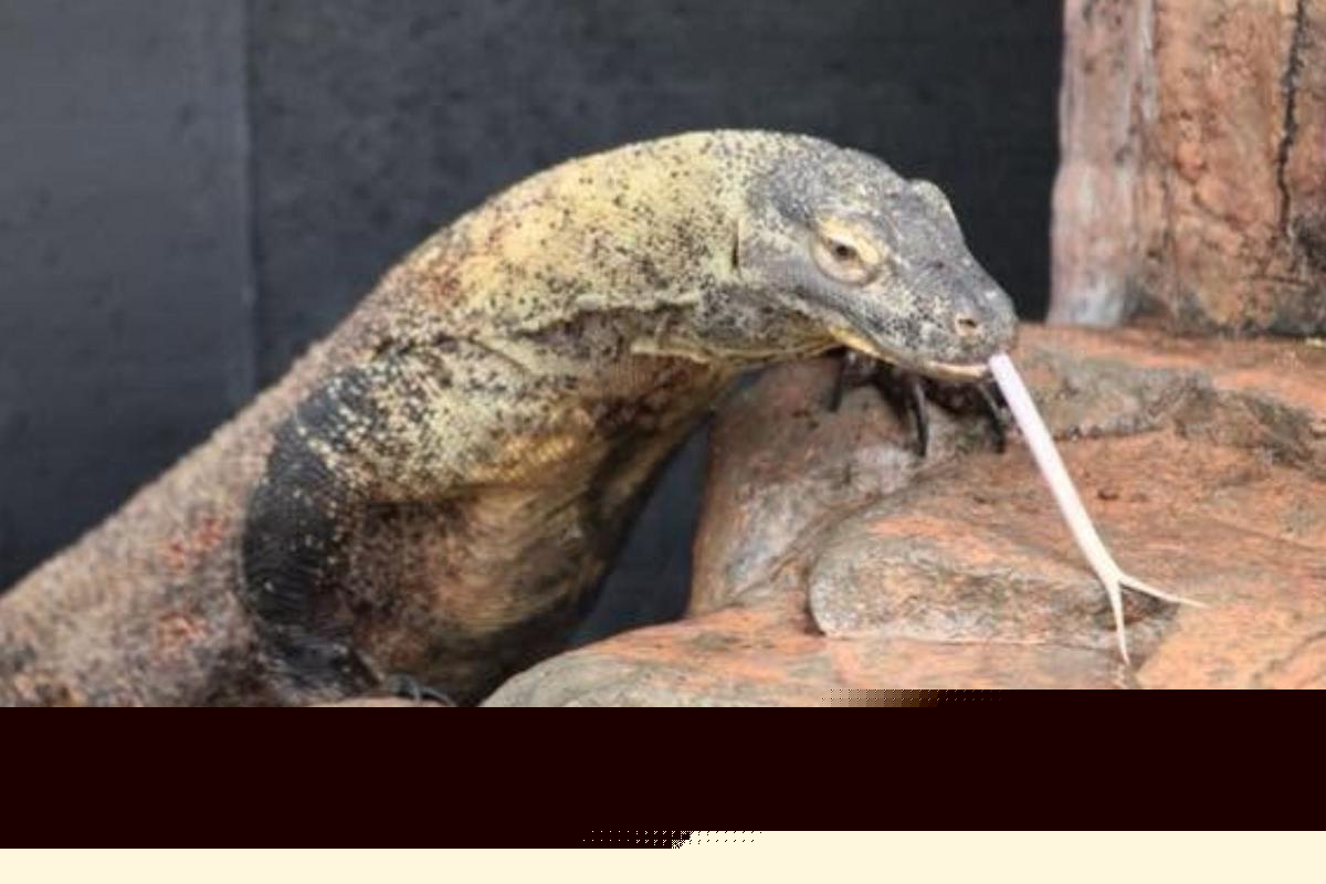 Majestic Komodo Dragon Natasha Back In Action At Sioux Falls Zoo