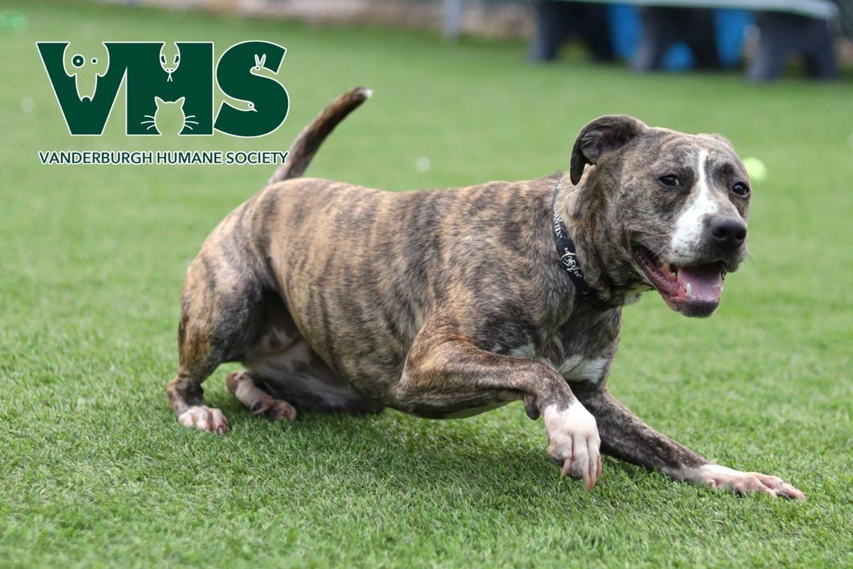 Our VHS Pet of the Week MARGO is Smart, Sweet, and Ready to Love