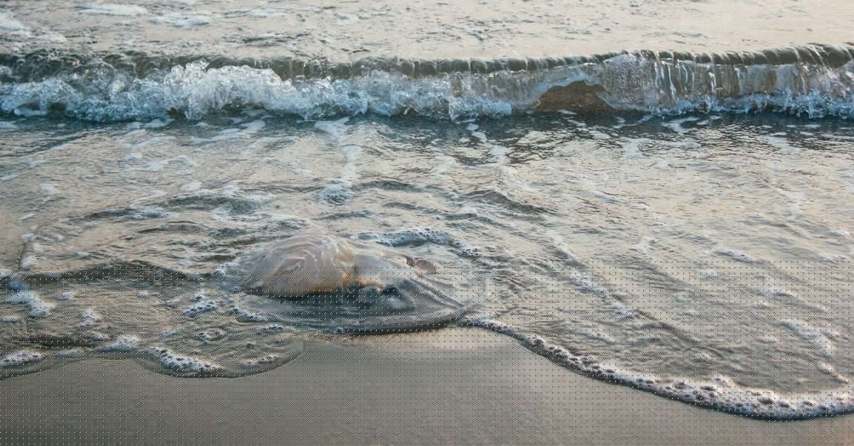 Bañistas avistan en diferentes playas de Almería la medusa clavel, una especie muy urticante