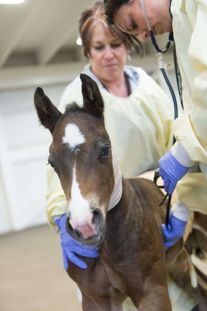 USDA expands efforts to strengthen rural food animal veterinary workforce
