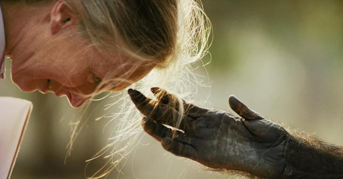 Jane Goodall Loved Chimps but Not Every Chimp Loved Her — Let's Revisit a Harrowing Attack