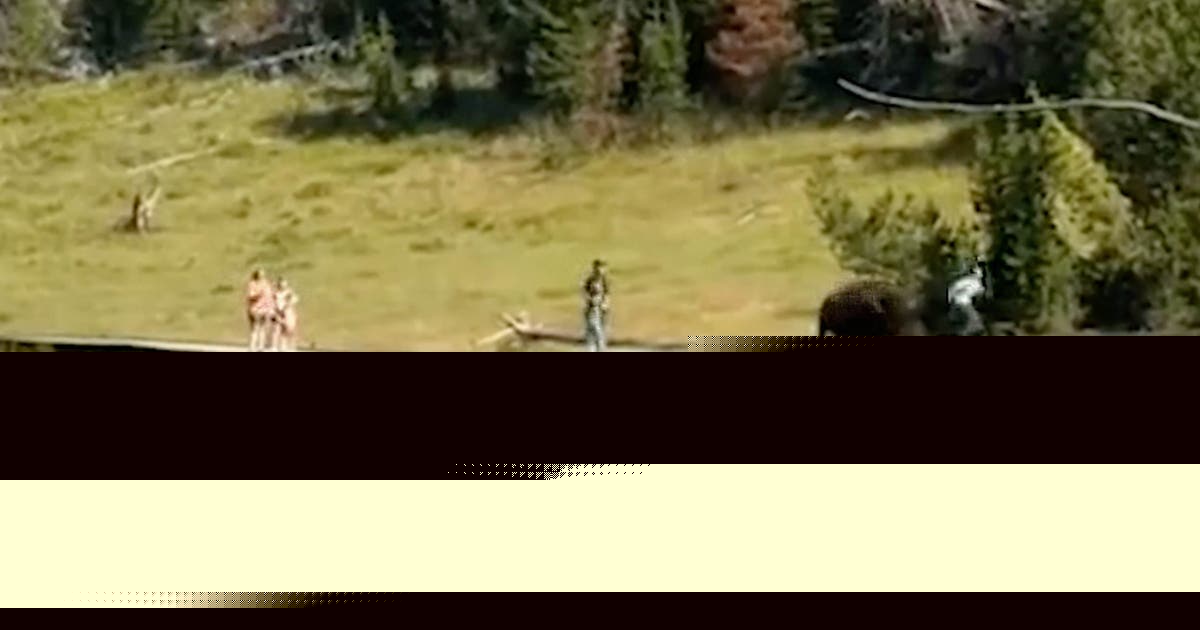 Watch: Bison chases child at Yellowstone National Park during terrifying close encounter