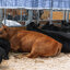 Keeping Livestock Cool At The Fair