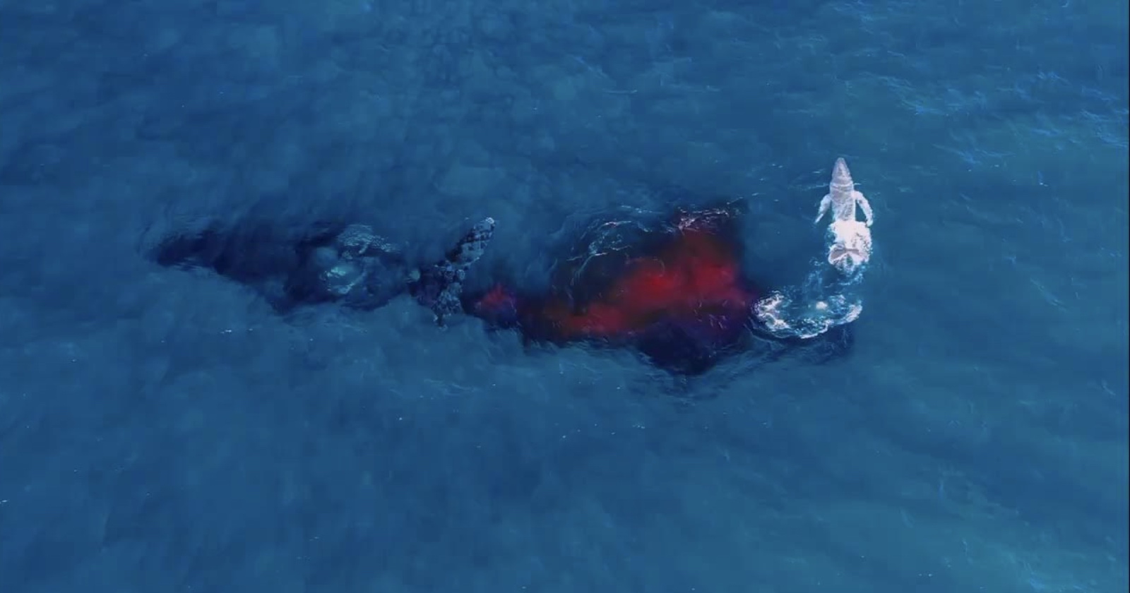 Wildlife Photographer Captures First-Ever Aerial Footage of Humpback Whale Giving Birth
