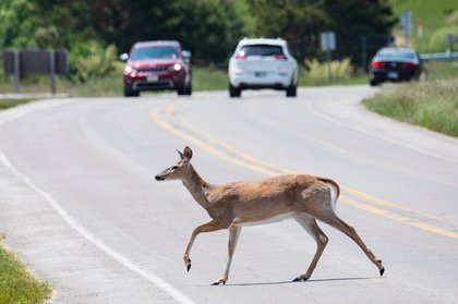 Hunters to kill deer in Jackson parks to control population