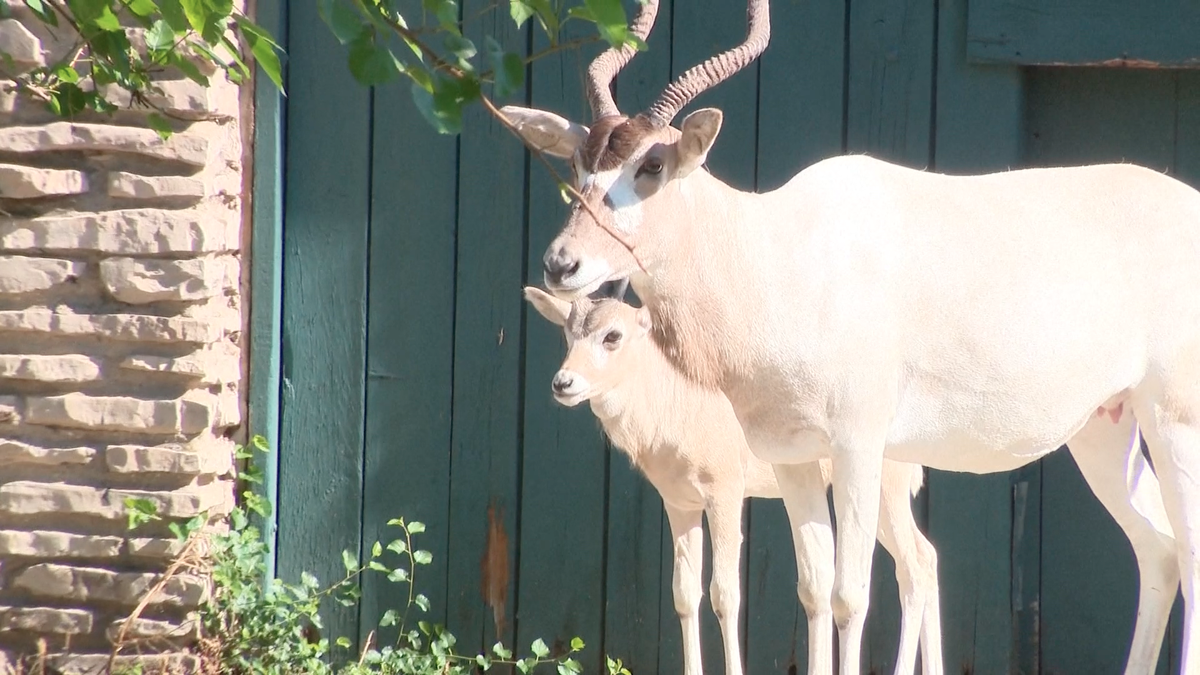 Buffalo Zoo adds endangered baby Addax to exhibit