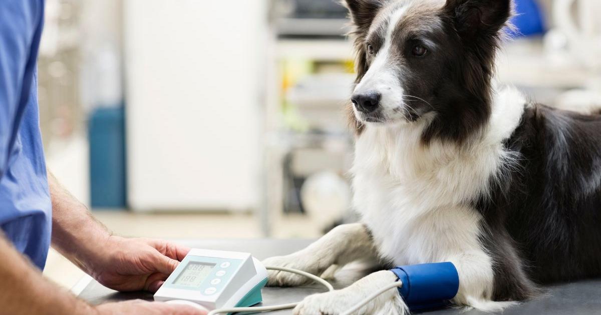 5 major changes coming to UK vets under new plans affecting millions of pet owners