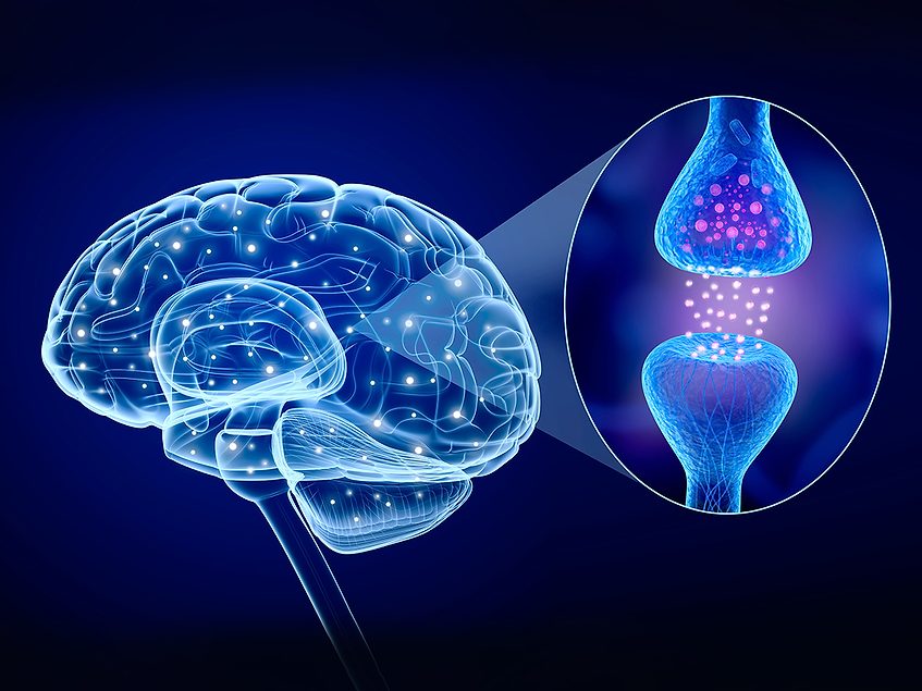 hiPSC-derived inhibitory interneurons show promise as regenerative therapy for cortical stroke