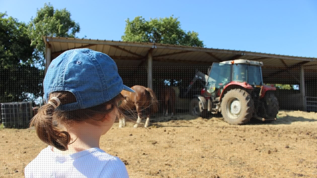 RÉCIT. « Vous montez dans le tracteur ? » : un week-end à la ferme en Bretagne parmi les moutons, canards et chevaux