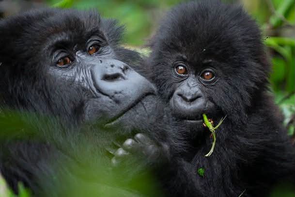 Rwanda’s New 22 Baby Gorillas To Be Named at 2026 Kwita Izina Ceremony