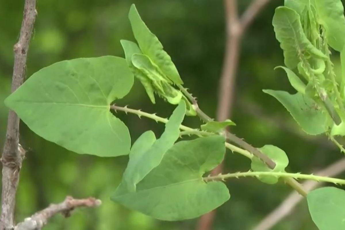 Fast-Growing Mile-a-Minute Weed Spreads to Another MI County