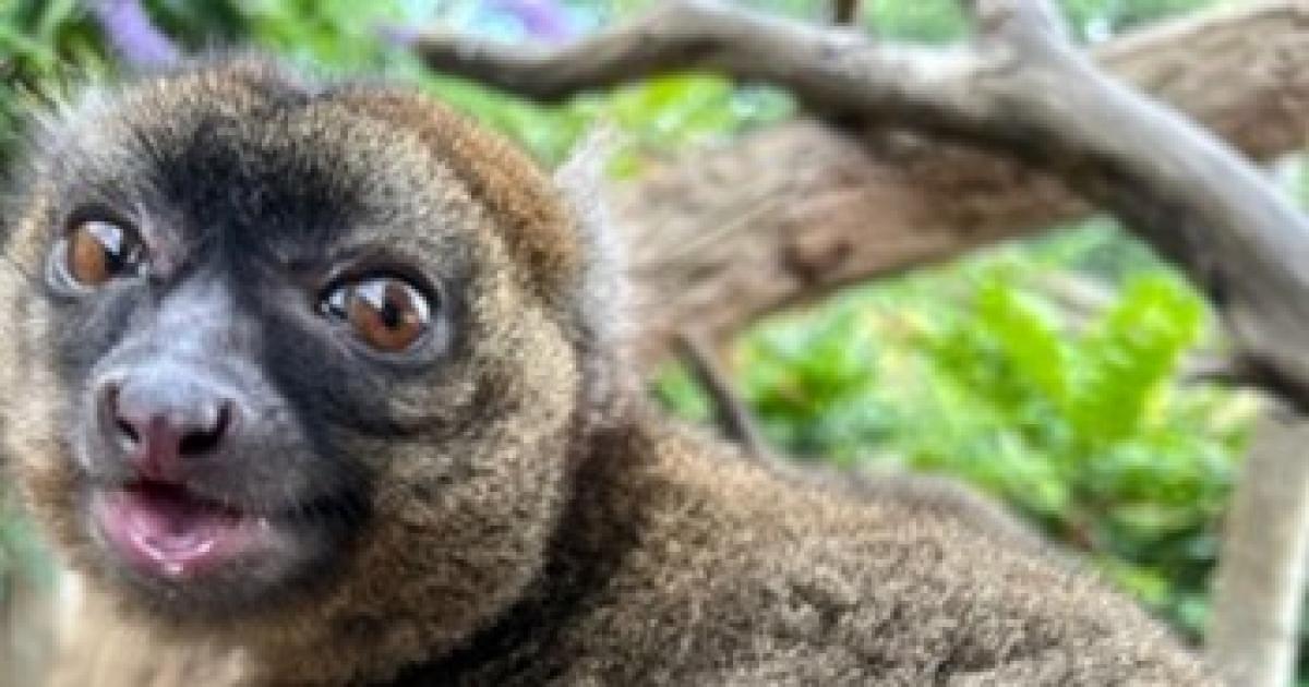 Cotswold Wildlife Park celebrates record-breaking breeding season