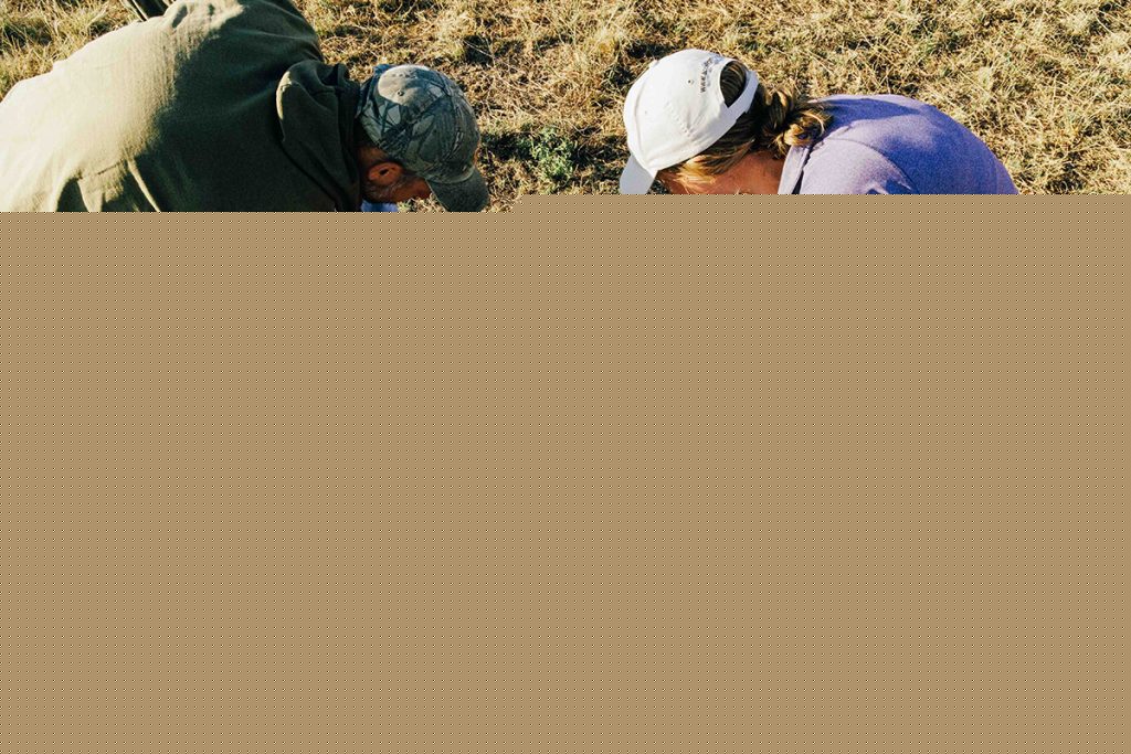 K-State graduate student explores cattle grazing as invasive grass management tool