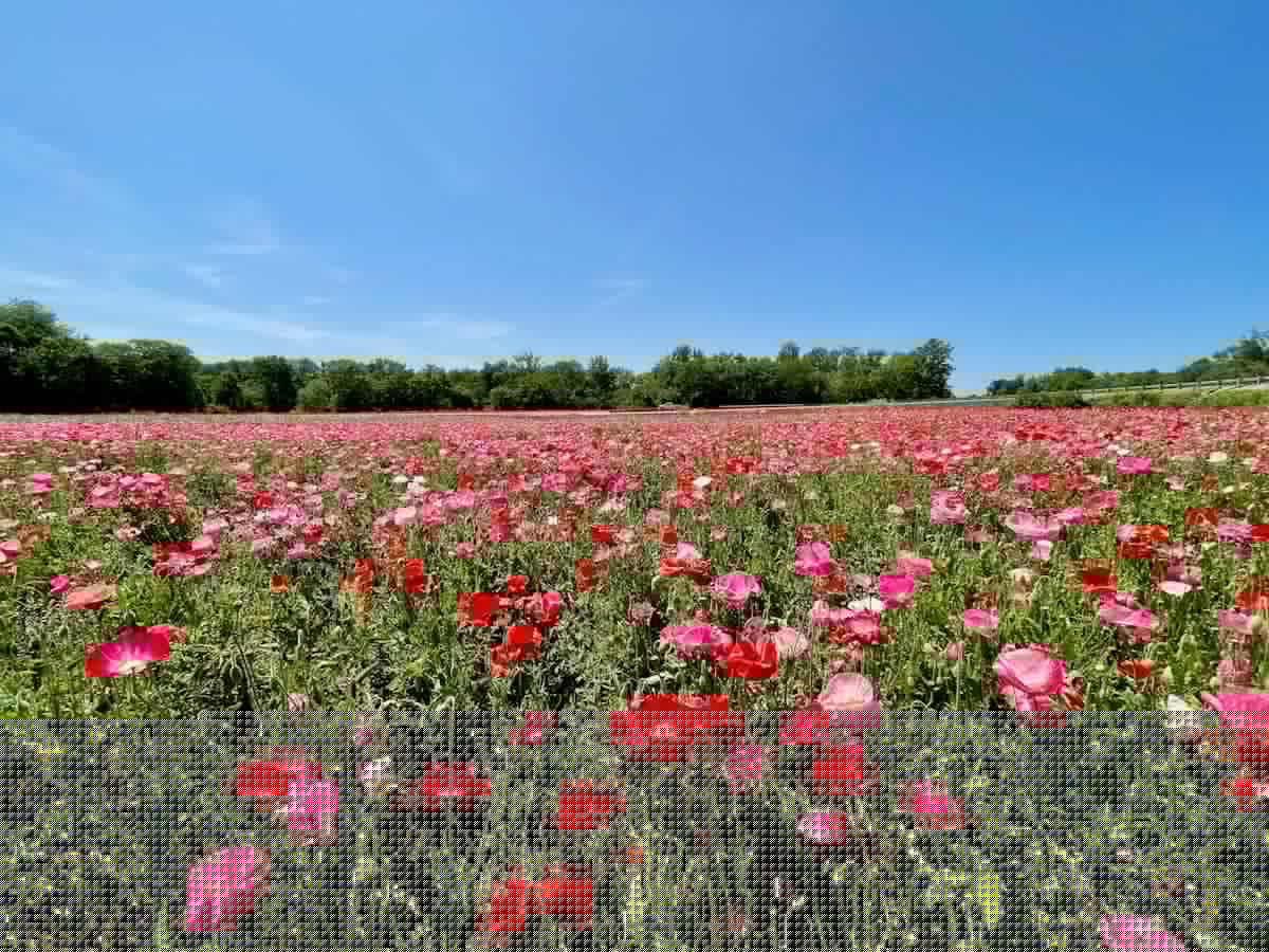 Win a 4-Pack of Tickets to the Hudson Valley Flower Festival at Kelder’s Farm!