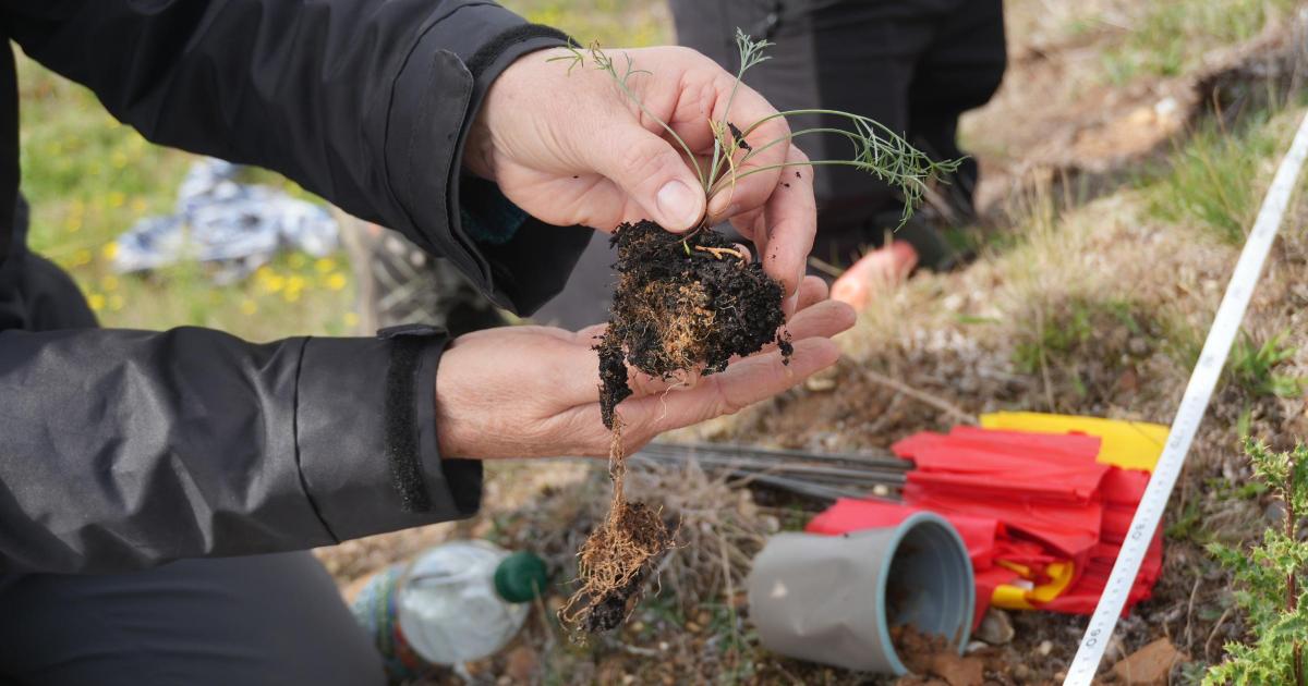 Conservationists give one of Britain's rarest plants a new home