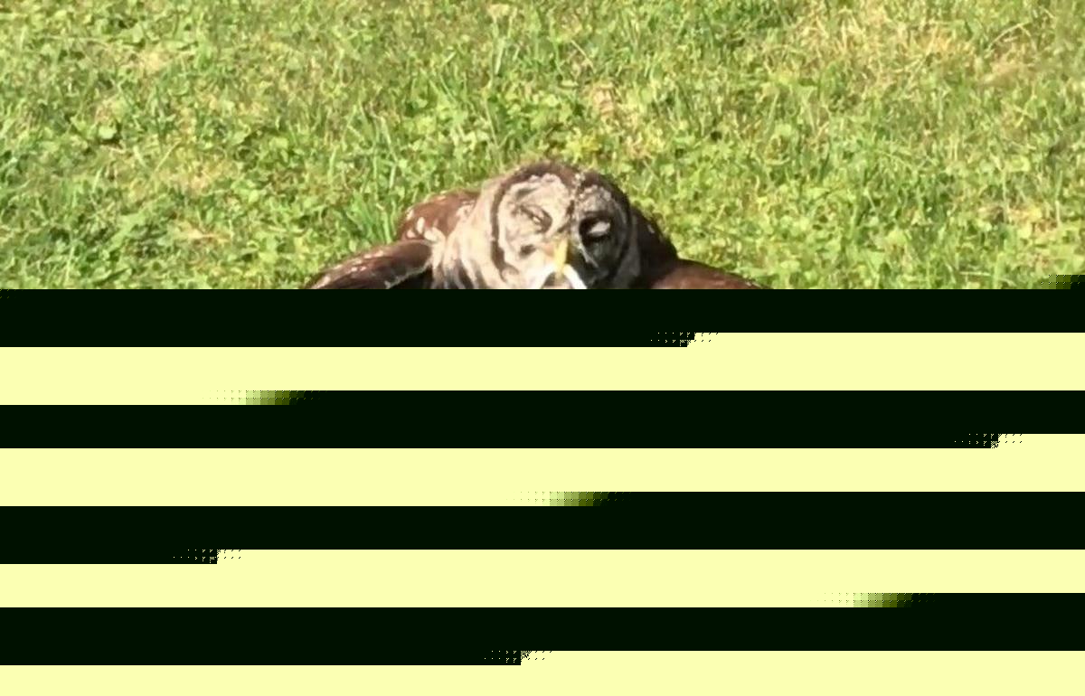 Why Owls Are Going Crazy in the Hudson Valley Right Now