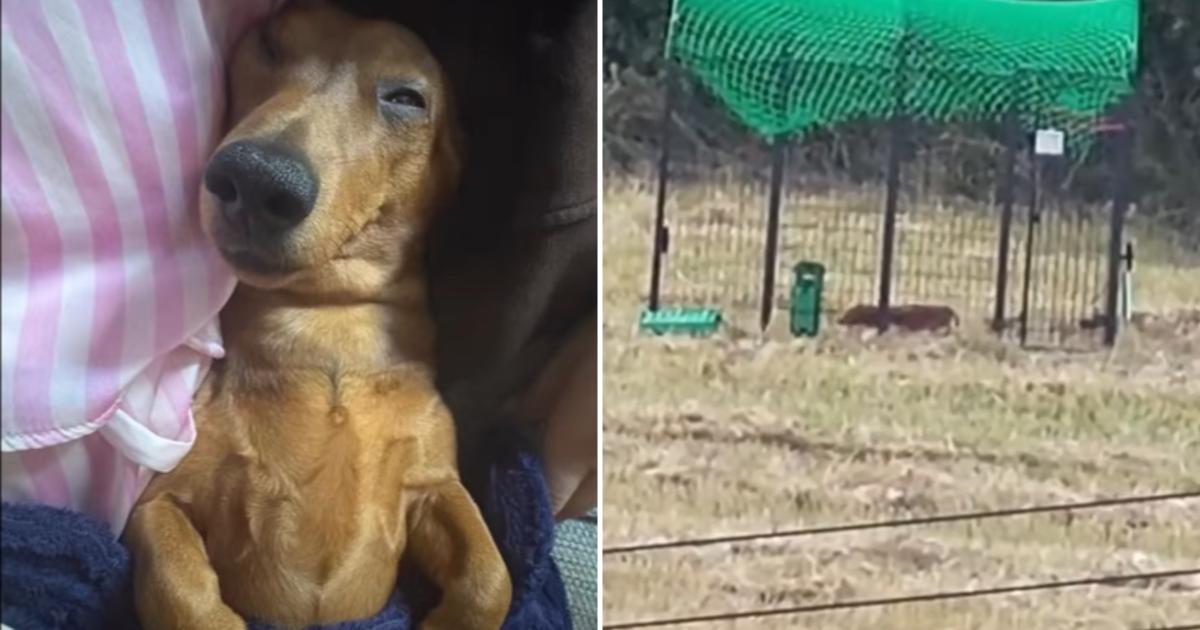 How missing dog Muffin was finally rescued after seven weeks