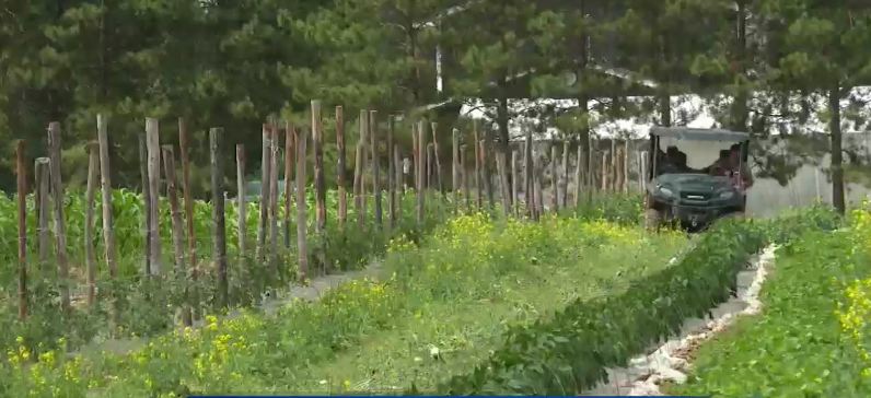 Applications Open for 2026 Vegetable Transplant Program to Give Farmers a head start on growing season