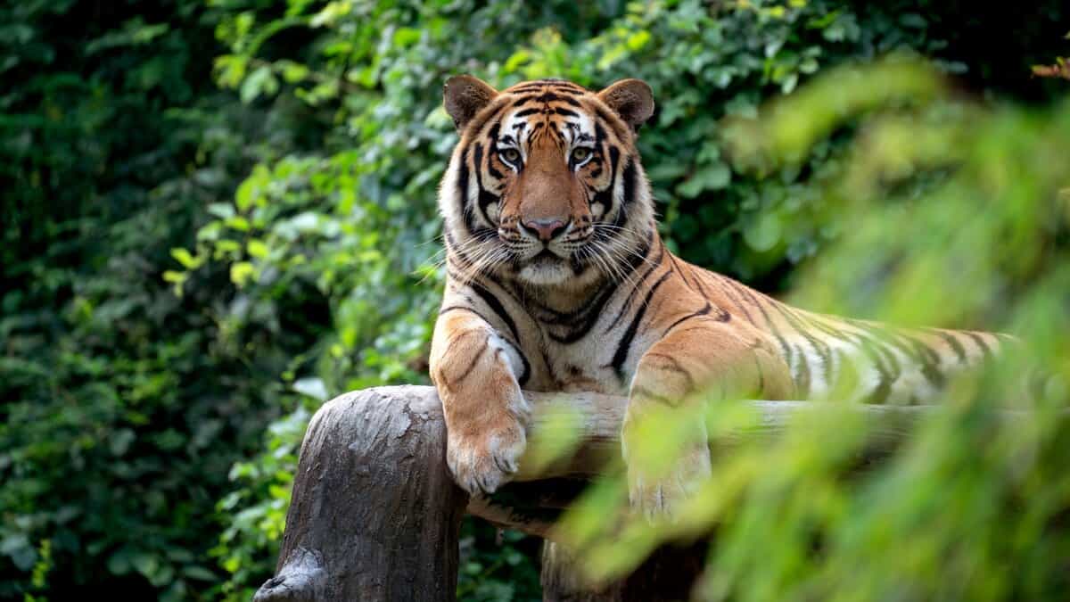 Tiger movement reported in more villages in Telangana’s Yadadri district