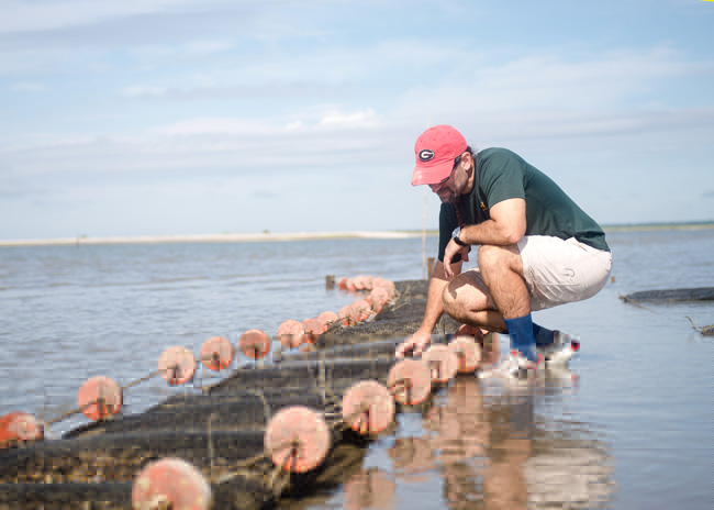 Comment on UGA scientists investigate marine murder mystery by Anonymous